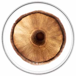 Phytocyane Rotina Cuidado Antiqueda Homem